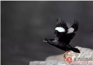 策划八哥爆料视频大全,视频大全背后的精彩故事 第2张 策划八哥爆料视频大全,视频大全背后的精彩故事 第2张